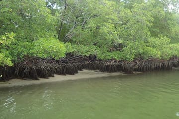 Catamaran Day Trip to Carneiros Beach from Recife