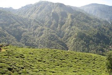Darjeeling Tea Estates and Gangtok Monastery Tour
