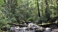 Sinharaja Trekking One Day Tour (Start from Galle) 2