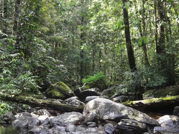 Sinharaja Forest One Day Trekking Tour from Galle