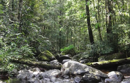 Sinharaja Trekking One Day Tour (Start from Galle)