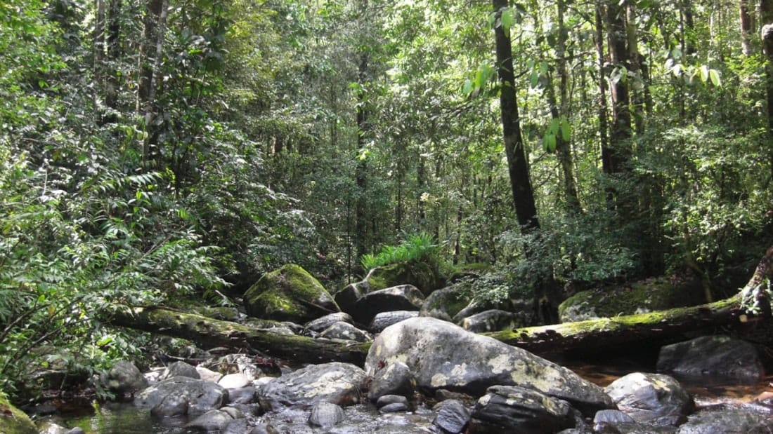 Sinharaja Trekking One Day Tour (Start from Galle) 2