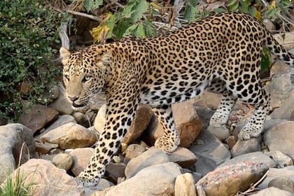 Wildlife Safari in Bandhavgarh, Kanha & Pench National Parks