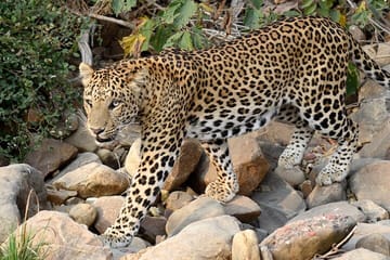 Wildlife Safari Tour in Bandhavgarh, Kanha & Pench Parks