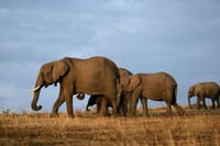 Game drives Tsavo West Park