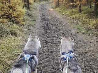 Hiking with Husky in Akureyri (private), photo 7