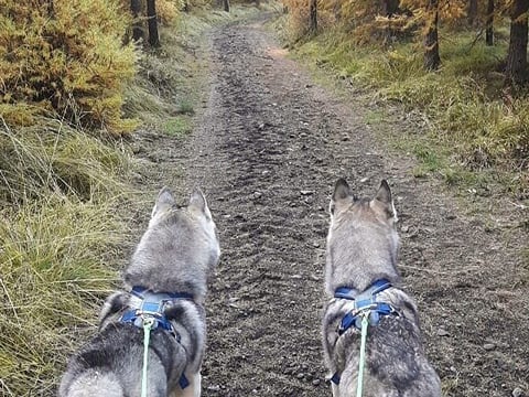 Hiking with Husky in Akureyri (private), photo 7