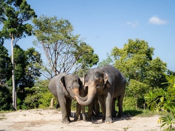 Guide Tour to Patong Hilltribe Ethical Elephant Village