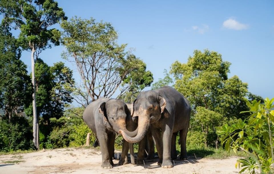 Guide Tour to Patong Hilltribe Ethical Elephant Village