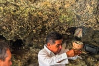 Yaxmuul Cenote Park: Guided Tour with Mayan Ceremony 3