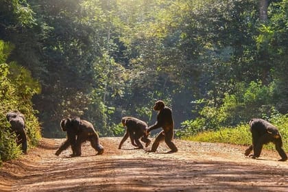 8-Day Private Wildlife Viewing and Chimpanzees Tracking Safari