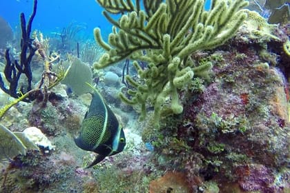 Scuba Diving at Catalina Island – 2 tank – for Certified Divers