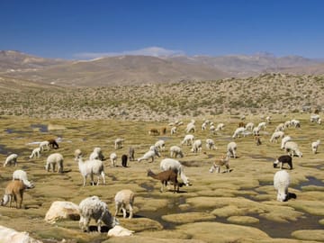 Huaraz, the Heart of the Mountains – Semi-private tour