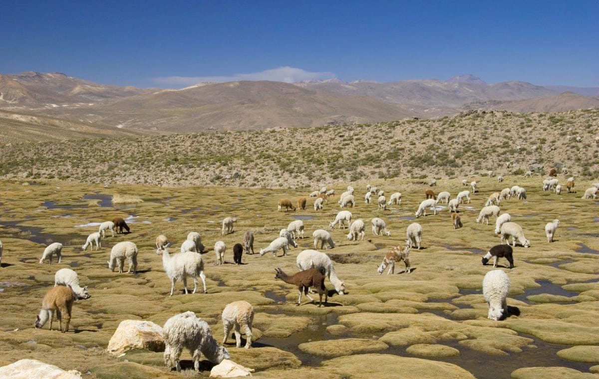 Huaraz, the Heart of the Mountains – Semi-private tour