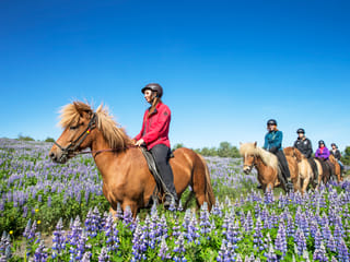 Whales & Horses, photo 6