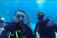 Diving with Sharks certified 6