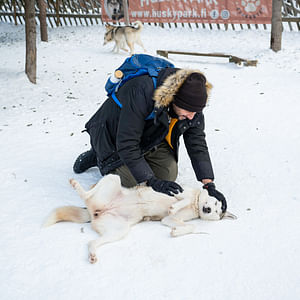 Husky Meet and Greet