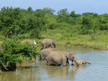 elephants bath
