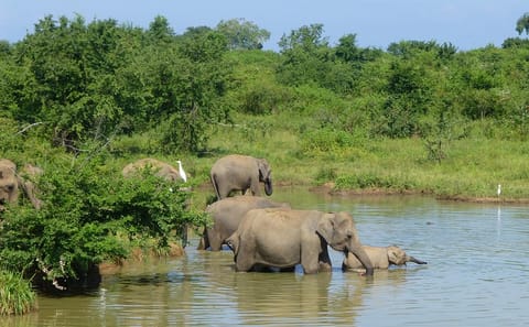 Udawalawa National Park Wildlife Safari from Wathuregama