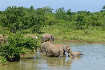 Udawalawa National Park Wildlife Safari from Wathuregama