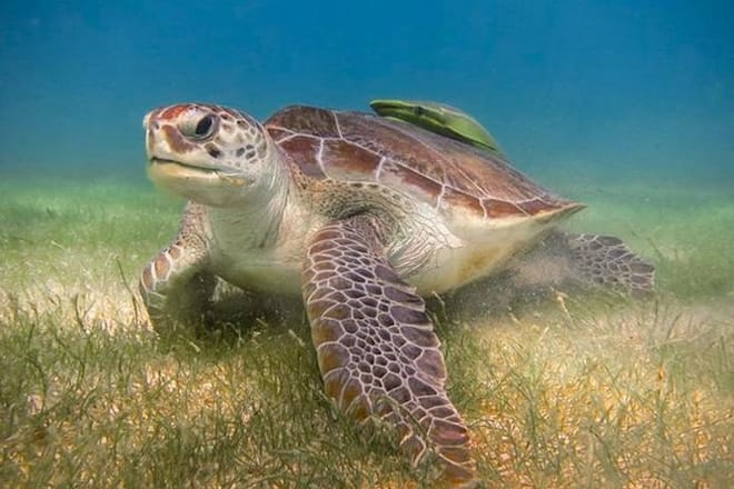 Tulum Ruins, Akumal Turtles & Cenote Combo Tour photo 4