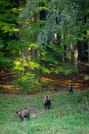 Three brown bears in a forest clearing in the Carpathian Mountains.