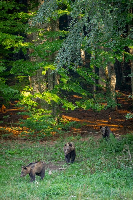 Three brown bears in a forest clearing in the Carpathian Mountains.