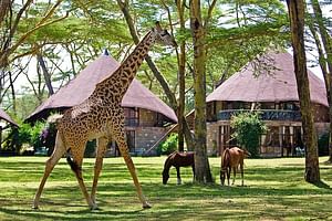 5 Days Hell's Gate, L. Naivasha, L. Nakuru & Masai Mara Luxury Safari