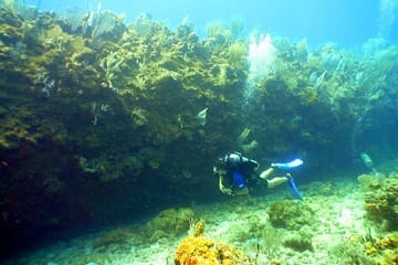 Shore Diving and Snorkeling Tour in Flowers Bay, Honduras