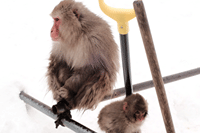 Nagano Snow Monkeys: Half Day Private Tour & Photo Gift 6