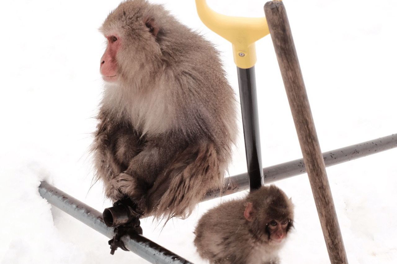 Nagano Snow Monkeys: Half Day Private Tour & Photo Gift 6