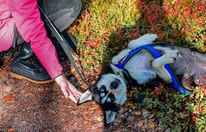 Husky Safari Autumn Tour & Barbeque - 6-10 km Self-Driving Mushing - Small Group