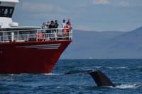 Reykjavík Classic Whale Watching 10