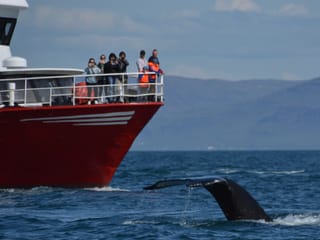 Reykjavík Classic Whale Watching , photo 10