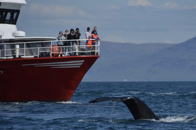 Reykjavík Classic Whale Watching 10