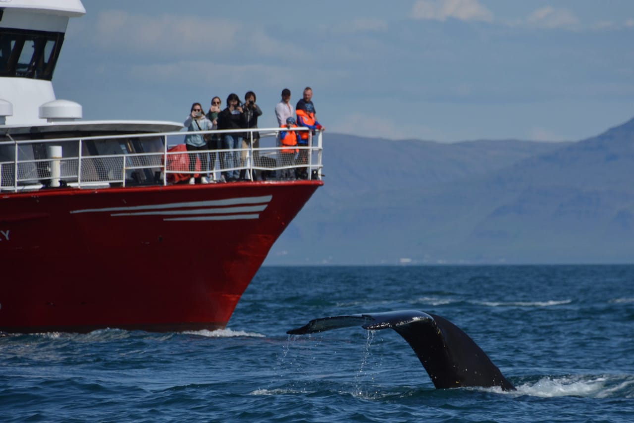 Reykjavík Classic Whale Watching 10