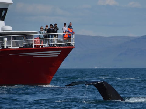 Reykjavík Classic Whale Watching , photo 10