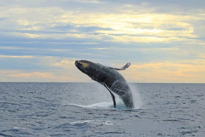 Whale Concert Discovery in Los Cabos photo 4