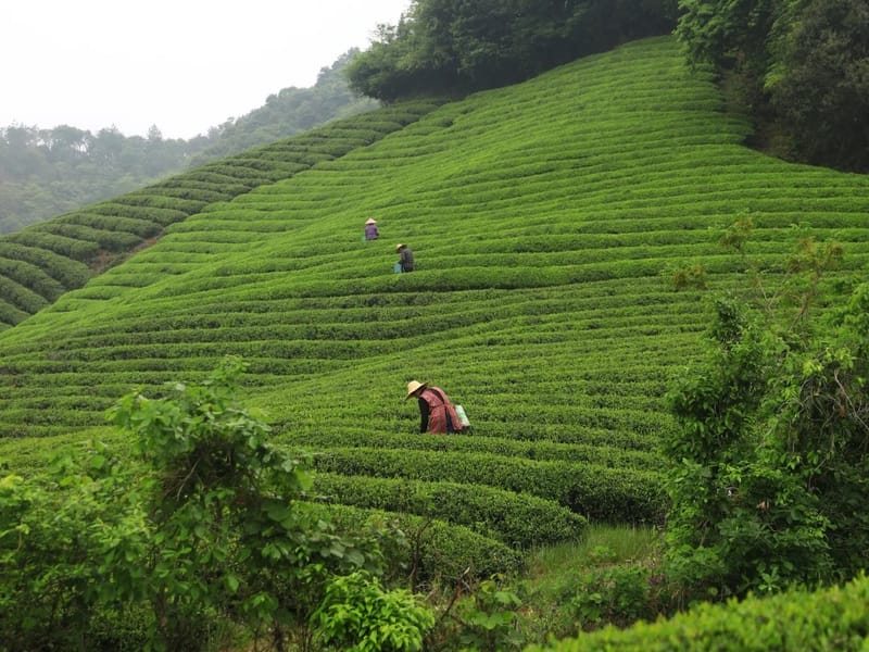 Shanghai: Shaoxing Tea Hills & Quiet Ancient Trail Day Trip
