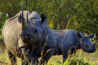 Jungle Rhino