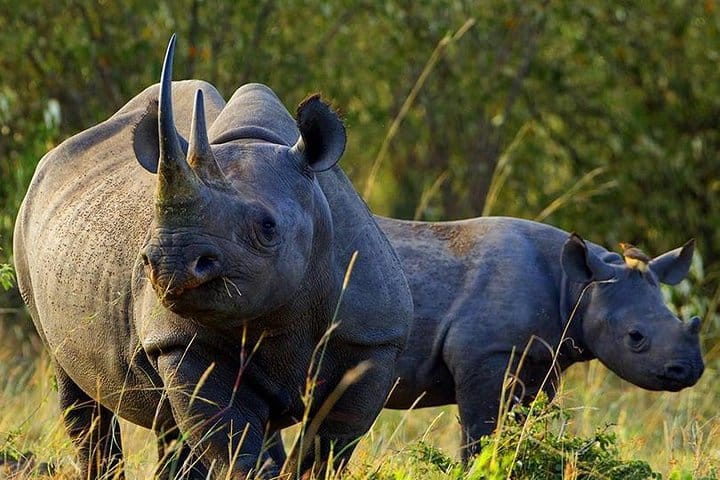 Jungle Rhino