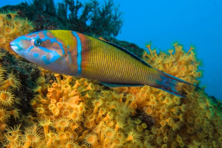 Snorkeling in Madeira 