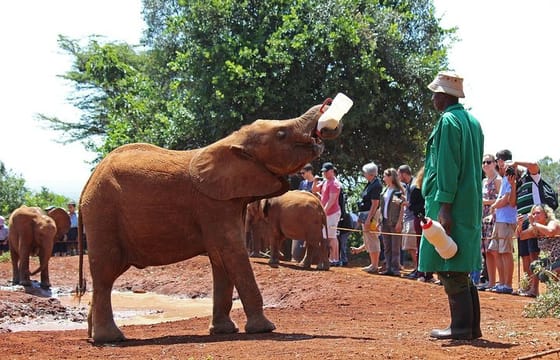 Nairobi National Park, Elephant Orphanage, Giraffe Center & Karen Blixen Museum