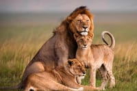 Bonding moments: lioness and her playful cubs.