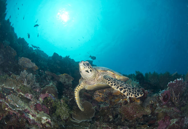 Night watching of Caretta Caretta turtles