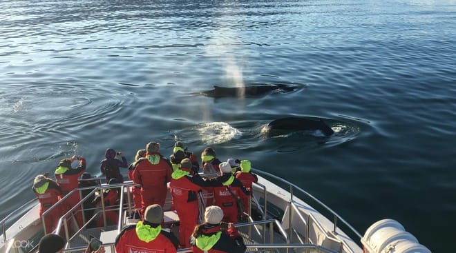 Akureyri Classic Whale Watching 4