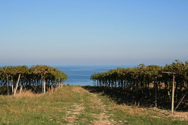 Visita la cantina Roveri e degusta i suoi vini photo 4