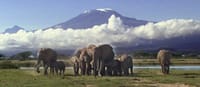 2days Amboseli Overnight Safari 9