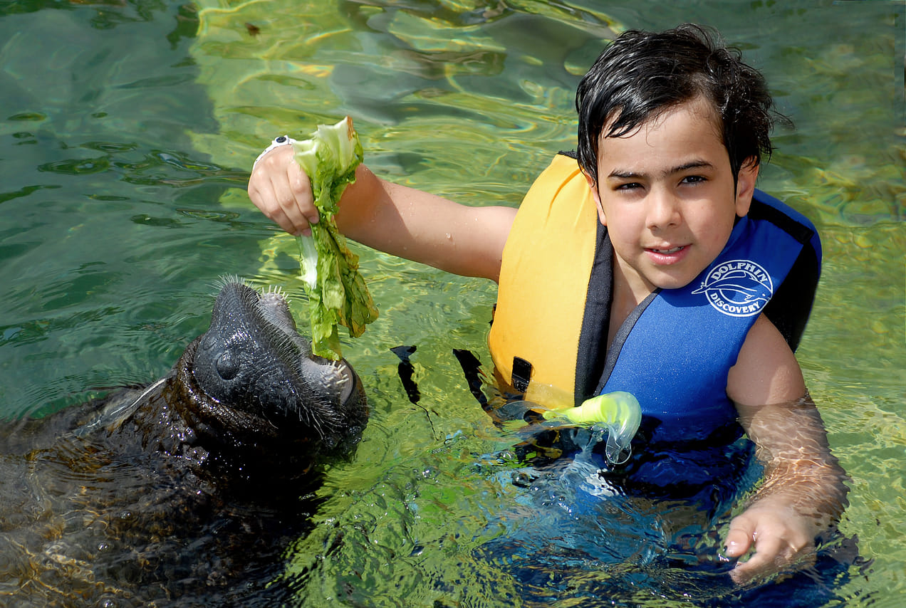 Manatee Encounter en Cozumel 9
