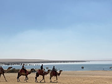 Camel riding along the shore of Qarun Lake in Al Fayoum, Egypt.